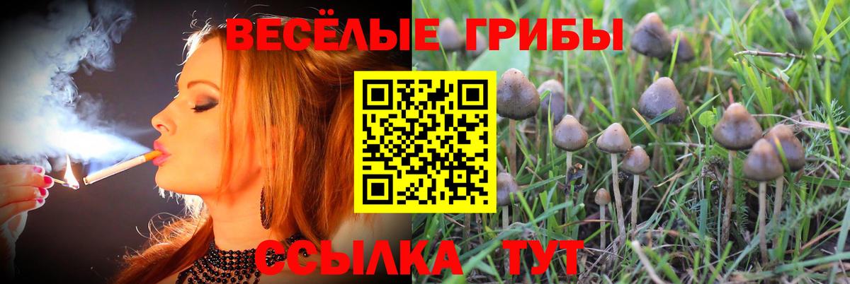 Псилоцибиновые грибы Magic Shrooms Звенигород